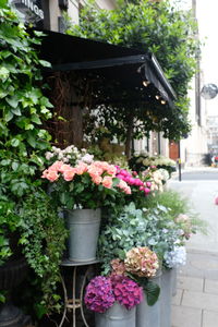 Potted plants by building