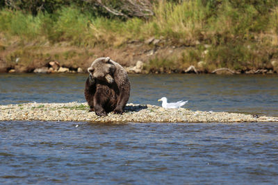 Alaskan brown bear sitting in the riverbed and scratching its head with hind paw