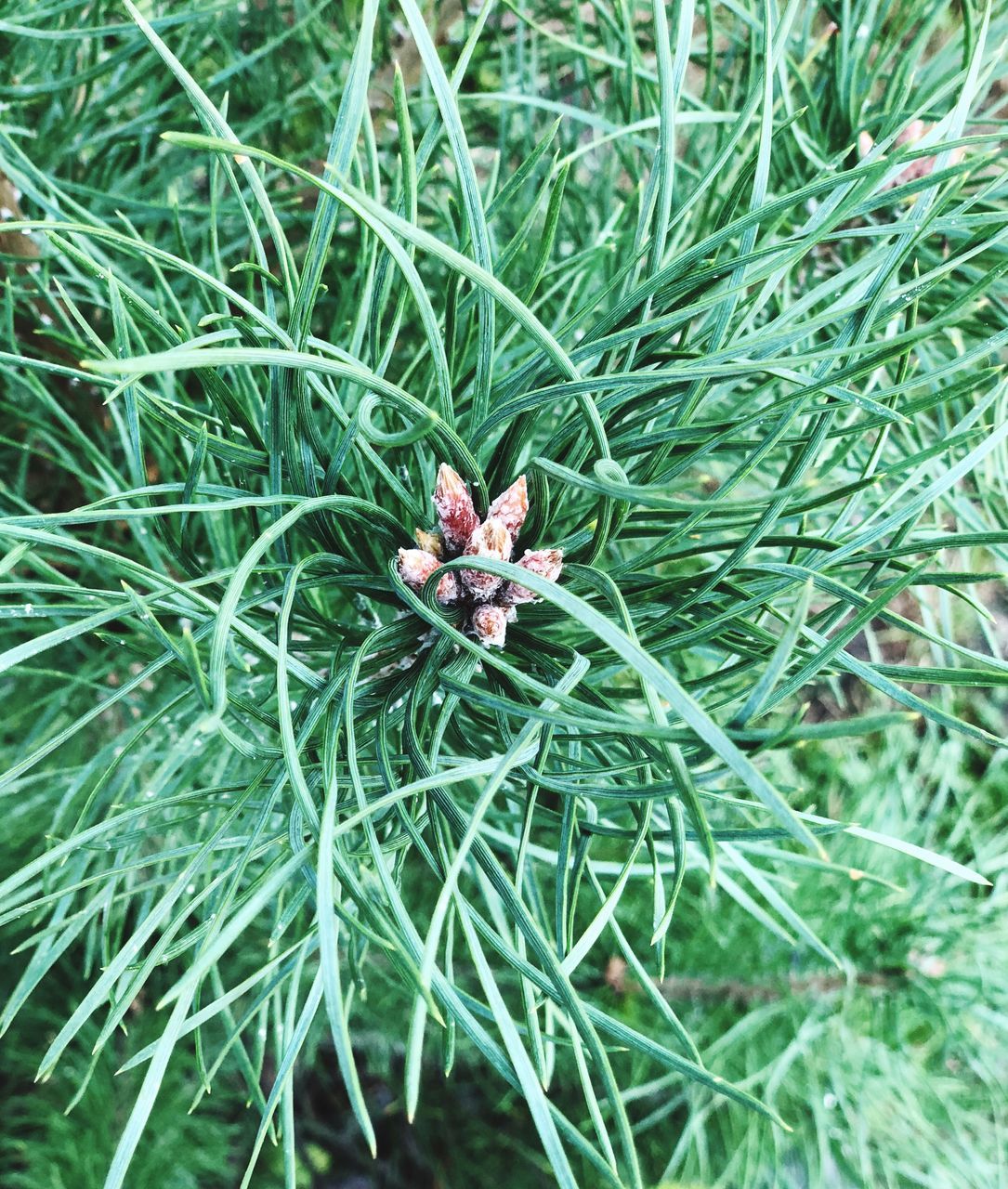 plant, green color, growth, nature, day, flower, land, beauty in nature, no people, field, close-up, flowering plant, high angle view, grass, freshness, fragility, focus on foreground, vulnerability, outdoors, tranquility, pine tree, needle - plant part, flower head, coniferous tree