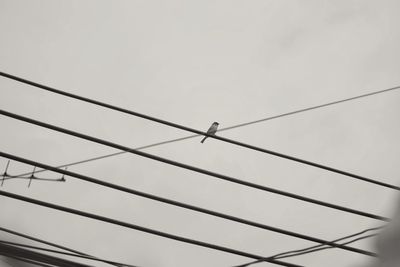 Low angle view of birds perching on cable