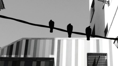 Low angle view of birds in flight