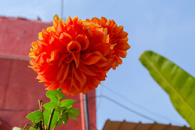 Low angle view of orange flowering plant