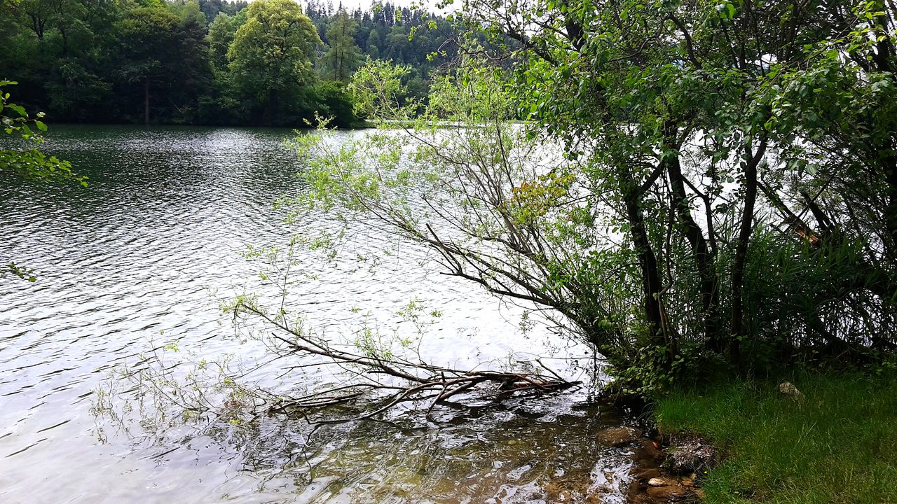 water, tree, tranquility, lake, tranquil scene, reflection, beauty in nature, scenics, nature, growth, green color, idyllic, day, outdoors, rippled, no people, plant, lakeshore, non-urban scene, grass, calm, remote, lush foliage, non urban scene, standing water, green, sky