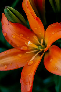 Close-up of water drops on orange flower