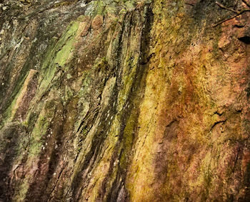 Full frame shot of tree trunk in forest