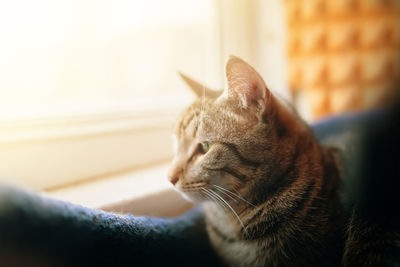 Close-up of a cat resting