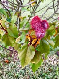 Close-up of insect on plant