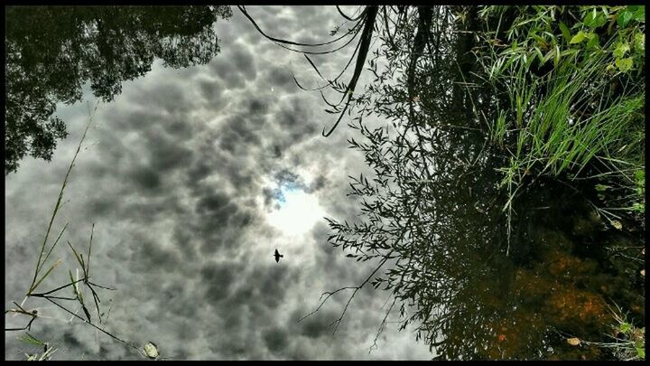 LOW ANGLE VIEW OF TREES AGAINST CLOUDY SKY