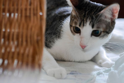 Close-up portrait of a cat