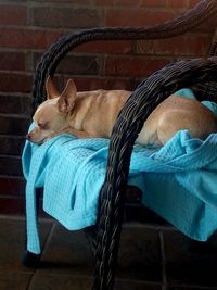 Dog sleeping on chair