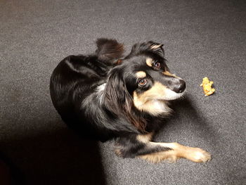 High angle view of dog sitting