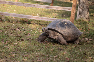 Aldabra giant tortoise aldabrachelys gigantean is a large reptile from the islands of aldabra atoll 