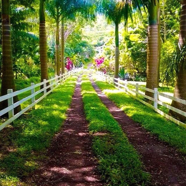 the way forward, tree, diminishing perspective, footpath, growth, vanishing point, grass, pathway, tree trunk, tranquility, walkway, nature, green color, tranquil scene, narrow, plant, dirt road, park - man made space, beauty in nature, forest