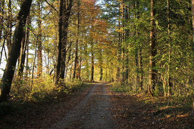 Road amidst trees in forest