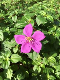 Close-up of pink flower blooming outdoors