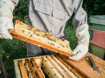 Midsection of man holding insect