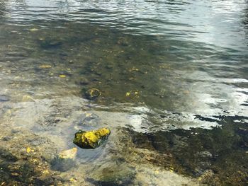 High angle view of turtle in lake