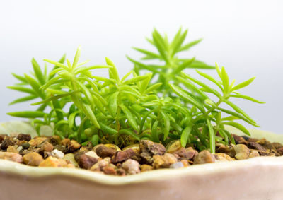 Succulent plant, sedum, freshness leaves of sedum reflexum angelina grow in the ceramic pot