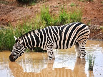 Zebra drinking water from pond