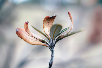 Close-up of flowering plant
