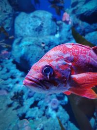 Close-up of fish swimming in sea