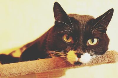 Close-up portrait of a cat