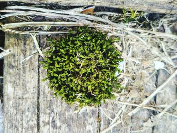 High angle view of plants