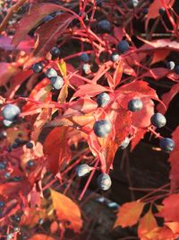 Full frame shot of autumnal leaves