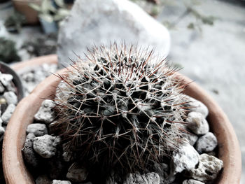 Close-up of cactus plant