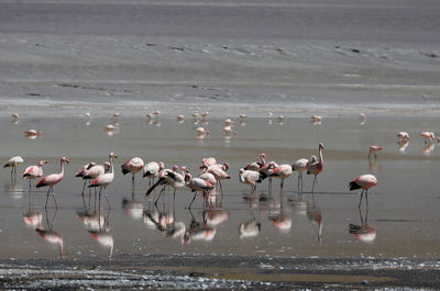 Birds on beach