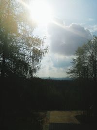 Trees in forest against sky