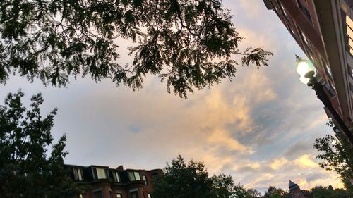 Low angle view of trees against cloudy sky