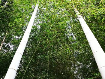 Low angle view of bamboo trees in forest