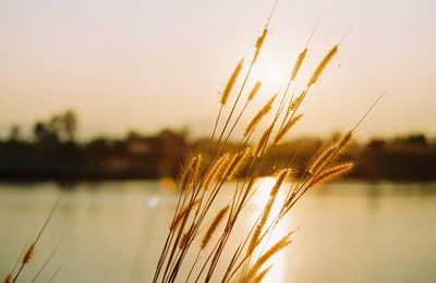 Close-up of stalks against sky at sunset