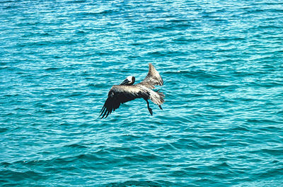 Bird flying over sea