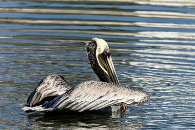 animal wildlife