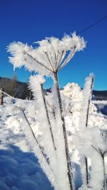 Close-up of snow covered plants on field against blue sky