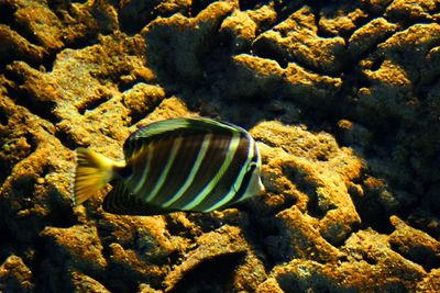 Close-up of turtle in sea