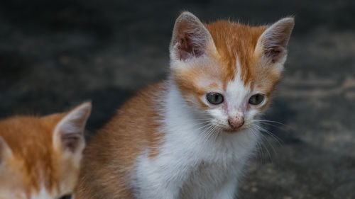 Close-up portrait of kitten