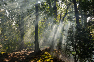 Sunbeam emitting through tree in forest