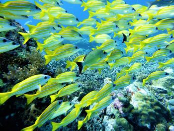 Close-up of fish swimming in sea