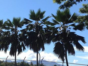 Low angle view of palm trees against sky