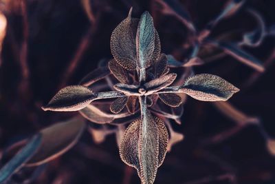 Close-up of wilted plant