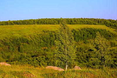 Close view of alone birch tree at summer hill at sunny day