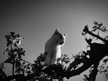 Low angle view of cat on tree against clear sky