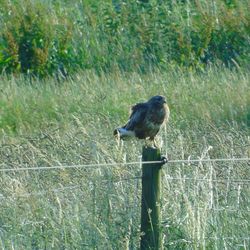 Close-up of bird perching on field