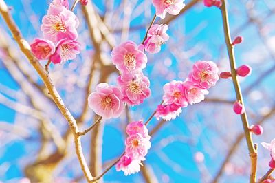 Low angle view of pink flowers against sky