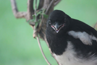 Magpie fledgling saying hello 