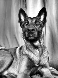 Close-up portrait of dog sitting at home