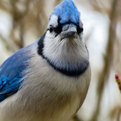 Close-up of bird perching outdoors